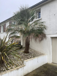 Photo de galerie - Taille de phormium, taille de palmier. désherbage 