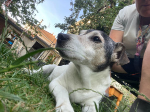 Photo de galerie - Garde d'animaux