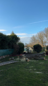 Photo de galerie - Elagage et coupe d'arbres