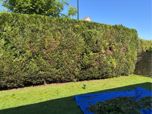 Photo de galerie - Taille de haie 