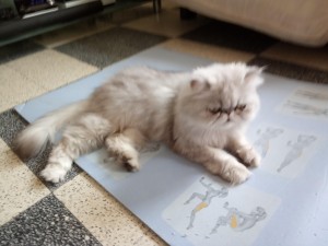 Photo de galerie - Garde animaux