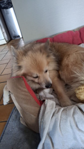 Photo de galerie - Je garde votre chien chez moi pour autant qu'il soit ok chat.