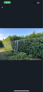 Photo de galerie - Taille de haies