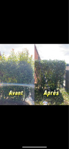 Photo de galerie - Taille arbuste