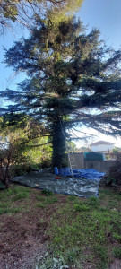 Photo de galerie - Magnifique Cèdres envahi par le lierres qui vient faire concurrence sur ces épines et donc les fait tombé. Infesté par une vingtaine de nies de chenilles processionnaires également. 