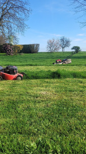 Photo de galerie - Tonte de pelouse avec évacuation si besoin, et selon condition 