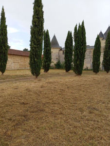 Photo de galerie - Tonte de pelouse - Débroussaillage