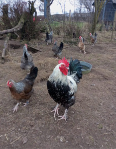 Photo de galerie - Garde animaux