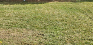 Photo de galerie - Tonte de gazons 