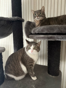 Photo de galerie - Voici mes chats Pookie & Clochette 