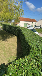 Photo de galerie - Haie de laurier 