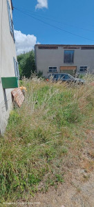 Photo de galerie - Tonte de pelouse - Débroussaillage