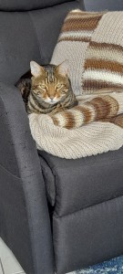 Photo de galerie - Garde chat