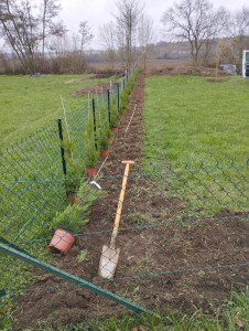 Photo de galerie - Plantation conifères 
pose clôture 
