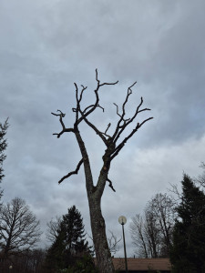 Photo de galerie - Elagage d'arbre 