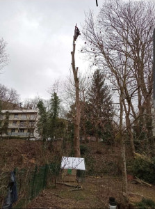 Photo de galerie - Abattage d’un arbre sur la commune de Montmorency