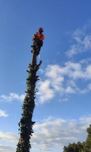 Photo de galerie - élagage 