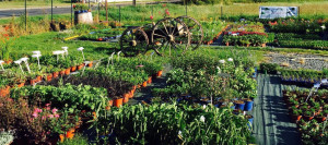 Photo de galerie - Des plantes de ma production