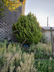 Photo de galerie - Elagage et coupe d'arbres