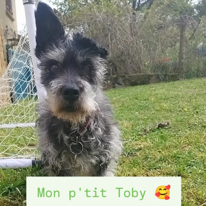 Photo de galerie - Garde chien