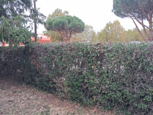 Photo de galerie - Rabattage d’une haie de pyracantha chez un particulier à Muret.