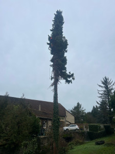 Photo de galerie - Elagage et coupe d'arbres
