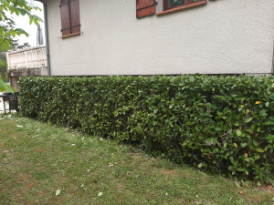 Photo de galerie - Haie 