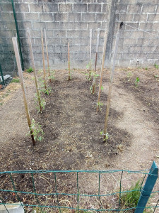 Photo de galerie - Plantation dans potager 