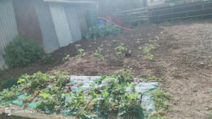 Photo de galerie - Jardinage.plantation de légumes et fleurs 