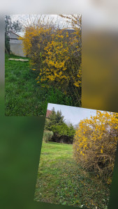 Photo de galerie - Tonte + taille de haie 