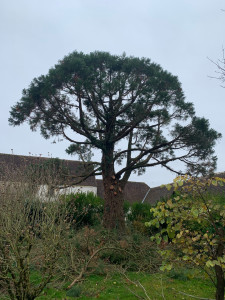 Photo de galerie - Elagage et coupe d'arbres