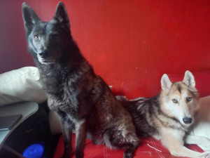 Photo de galerie - Loki et OG deux chien-loup 