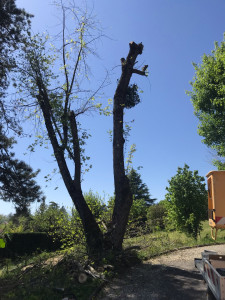 Photo de galerie - Démontage de un arbre à la nacelle