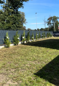 Photo de galerie - Implantations des Cyprès de Leyland 