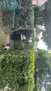 Photo de galerie - Taille d’arbuste 