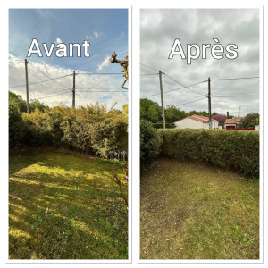Photo de galerie - Taille de haie 