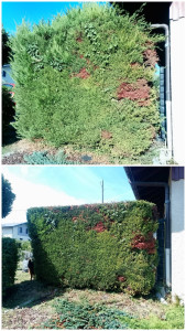 Photo de galerie - Taille d'une haie très large et haute pour la ramener à une hauteur de 2 mètres 