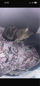 Photo de galerie - Garde chat deedoo ???