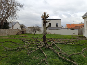 Photo de galerie - Abattage arbres
