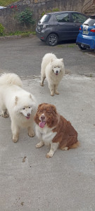 Photo de galerie - Garde chien