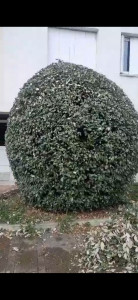 Photo de galerie - Taille de haies et d'arbustes