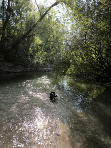 Photo de galerie - Profitez de la fraîcheur de la rivière 