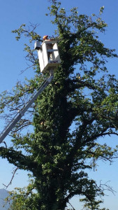 Photo de galerie - Elagage et coupe d'arbres
