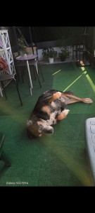 Photo de galerie - Garde et sortie d'animaux à domicile du client. 