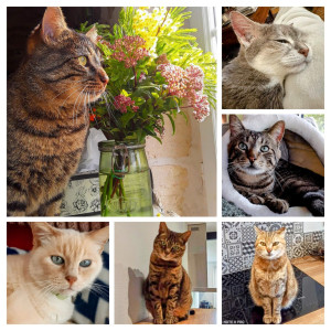 Photo de galerie - Garde chat