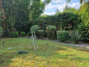 Photo de galerie - Taille arbustes , nettoyage et évacuation des déchets verts .