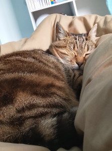 Photo de galerie - .Mon chat.