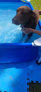 Photo de galerie - Pour ceux qui aiment l eau, une piscine est à disposition des loulous. 