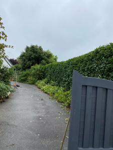 Photo de galerie - Taille de haie 