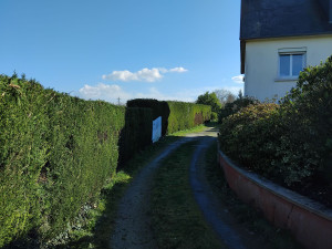 Photo de galerie - Taillage des haies après la prestation .